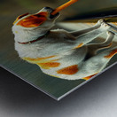 Greedy Dog Metal print