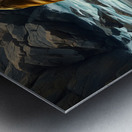 Sealio On His Back With Friends Metal print